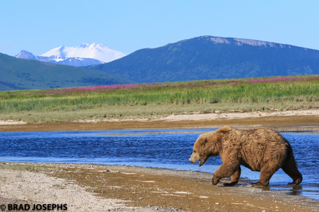 katmai brown bear, grizzly, bear viewing trips, alaska