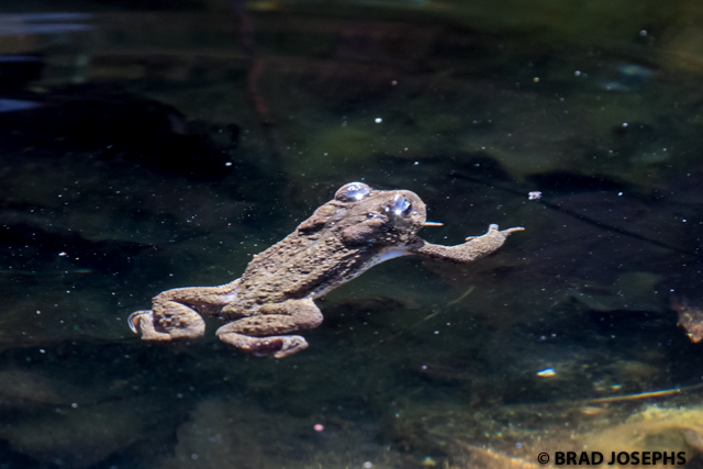 bufotoxin toad, image toad swimming in arkansas pond