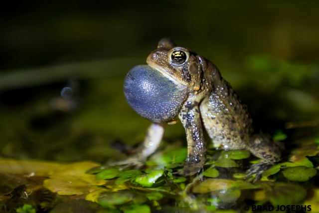 frog pond, dwarf american toad, arkansas