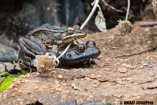 leopard frog and bullfrog mating