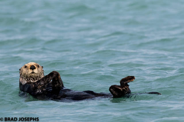 sea otter image, katmai national park