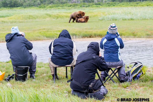 bear viewing katmai, sparring bears, bear fight