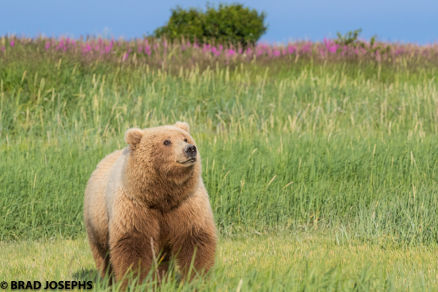 gorgeous, beautiful bear, katmai bear viewing