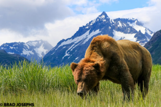 bear, grizzly