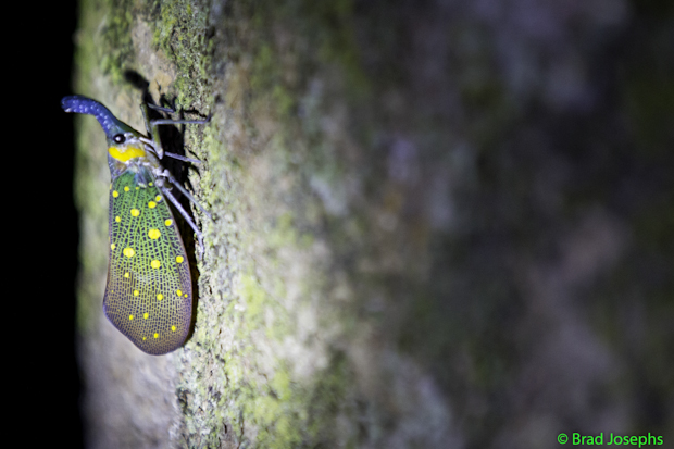 Borneo lantern bug