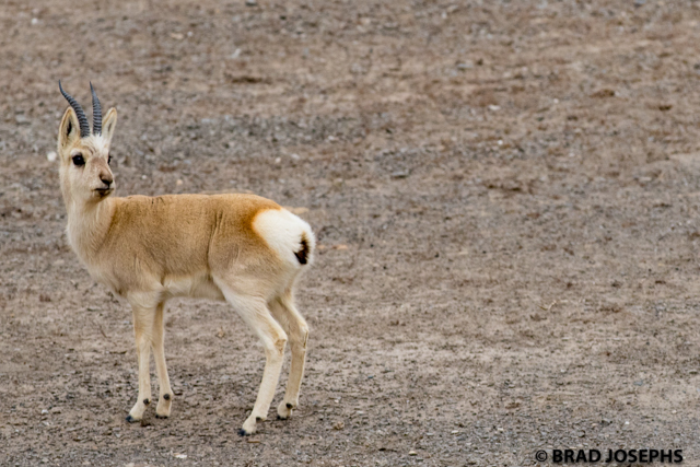 goa, tibetan gazelle, Qinghai province