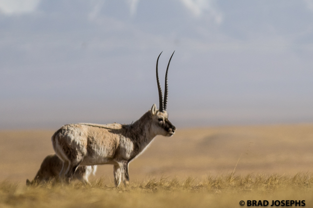 tibetan antelope, qinghai province china wildlife, 