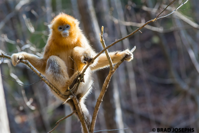 picture of golden money in foping reserve, shaanxi province, image, photo, golden snub nosed monkey