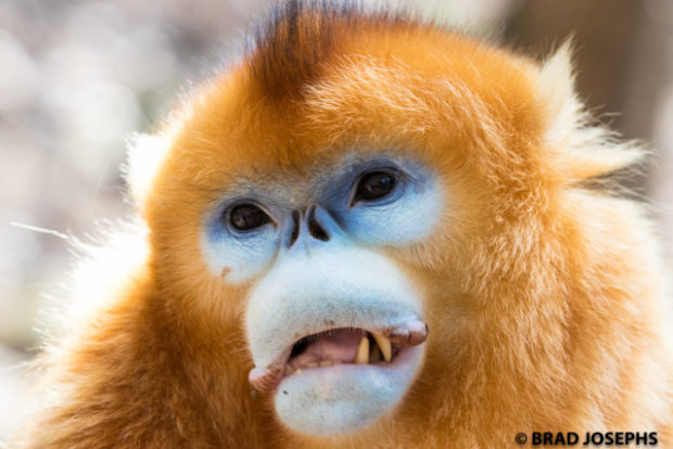 golden monkey foping china, xian
