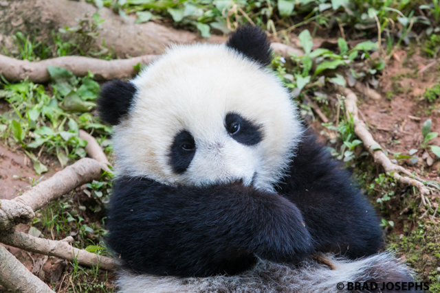 panda bifengxia 
