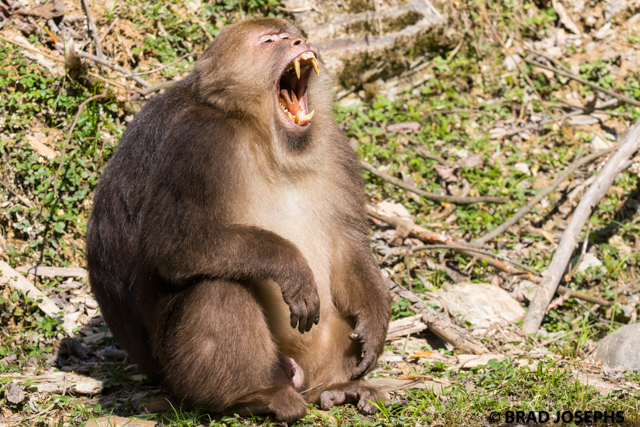 tibetan macaque