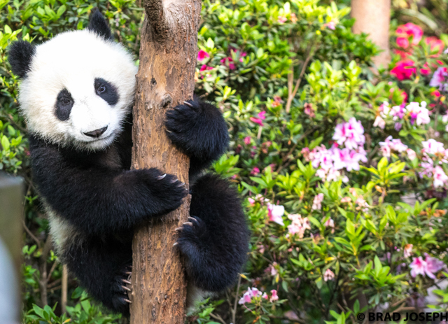 panda image, sichuan chengdu panda base, panda cub