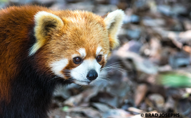 red panda photography