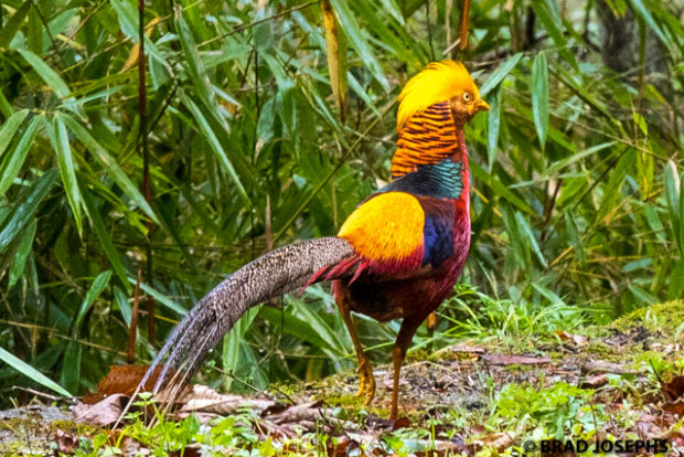 golden pheasant