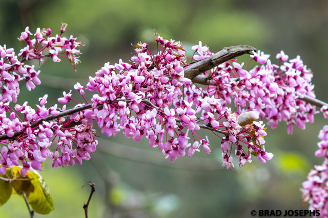 chinese red bud flowers