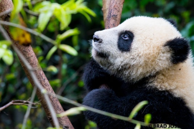 panda cub, chengdu