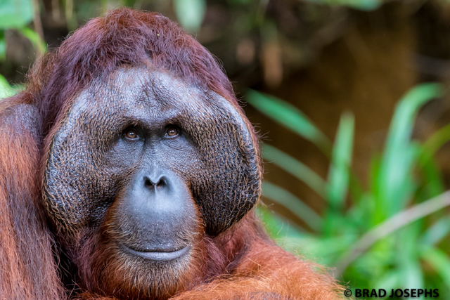 ritchie orangutan semengoh alpha male