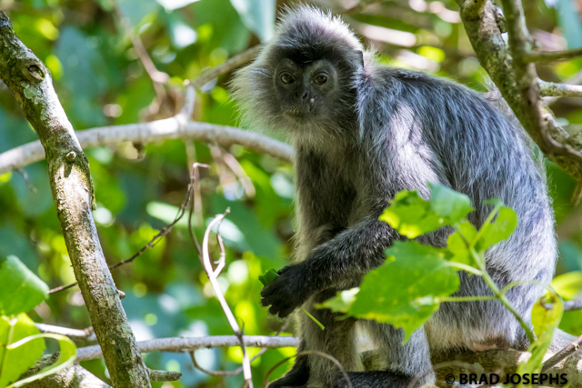 bako national park, wildlife, silver langur, silvered leaf monkey