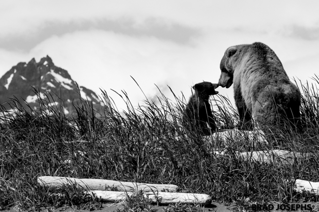 black and white, grizzly mom and cub, Katmai, Kodiak, grizzly bear viewing