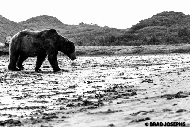 Black and white brown bear image. b and w grizzly. black and photography photographer