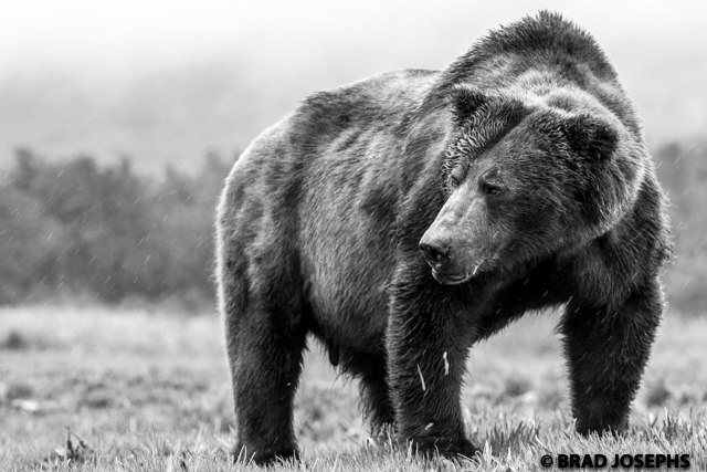 black and white grizzly portrait. Katmai alaska, brad josephs