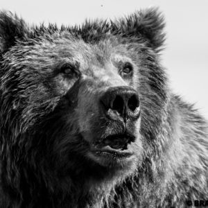 black and white grizzly images, alaska bear viewing, bear photography, bear photos
