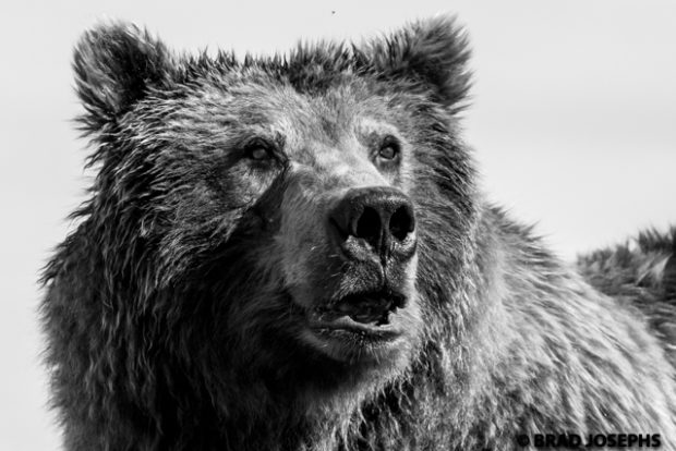 black and white grizzly images, alaska bear viewing, bear photography, bear photos