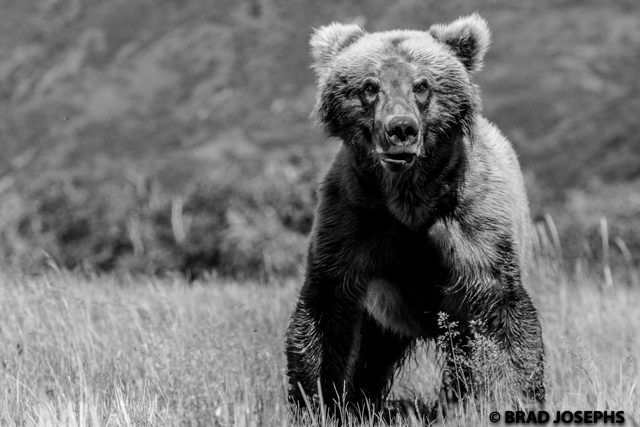 black and white, bear charge