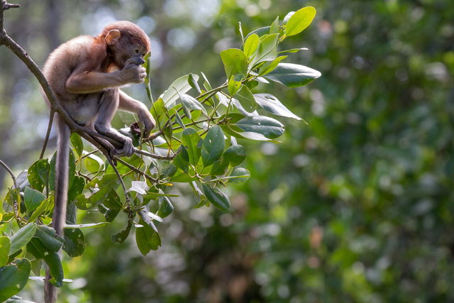 picture of baby proboscis monkey money bland