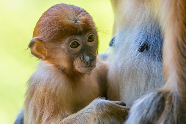 baby proboscis monkey