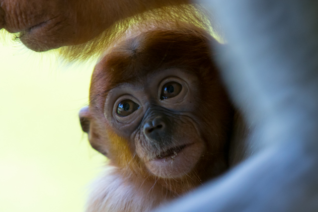 baby proboscis labuk bay, sepilok, sandakan