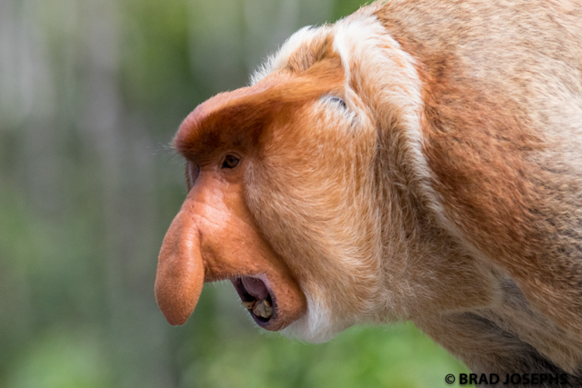 giant nosed proboscis monkey