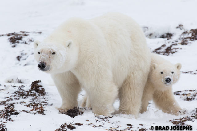 polar bear mother and cub