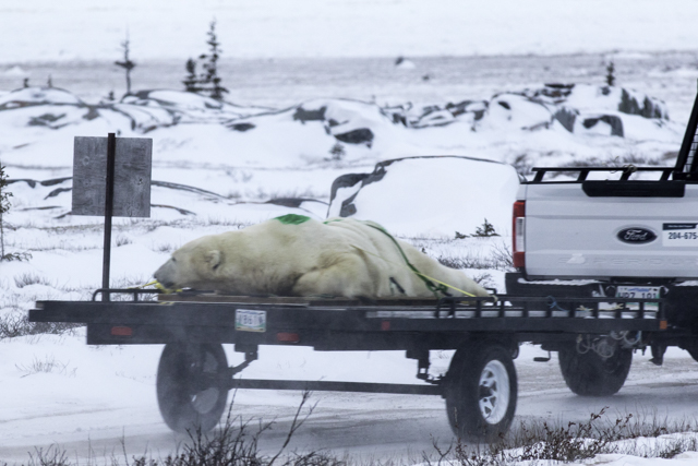 polar bear alert officers tow a polar bear 