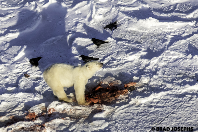 polar bear eating seal churchill manitoba