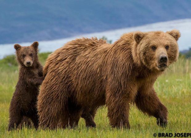 katmai bear viewing,
