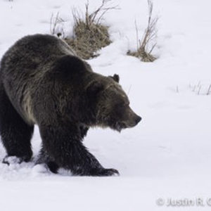 grizzly yellowstone, grizzly in the snow