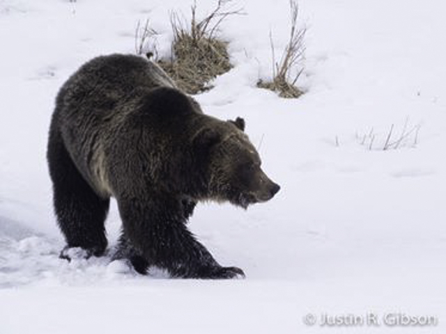 grizzly yellowstone, grizzly in the snow