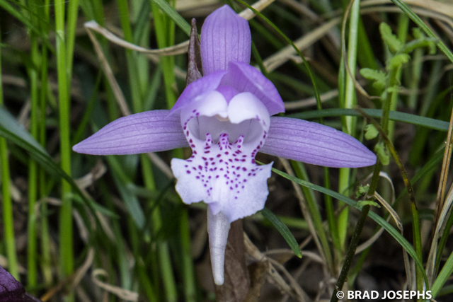 changnienia amoena, one of the rarest orchids in China! 
