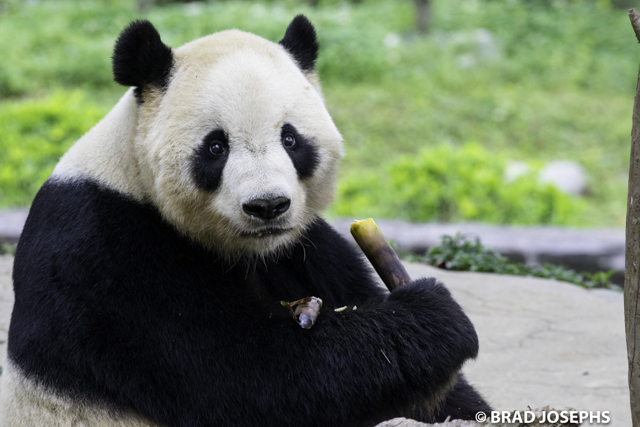Dujiangyan Panda, tai shan