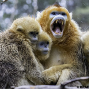 xian travel, image of golden monkey