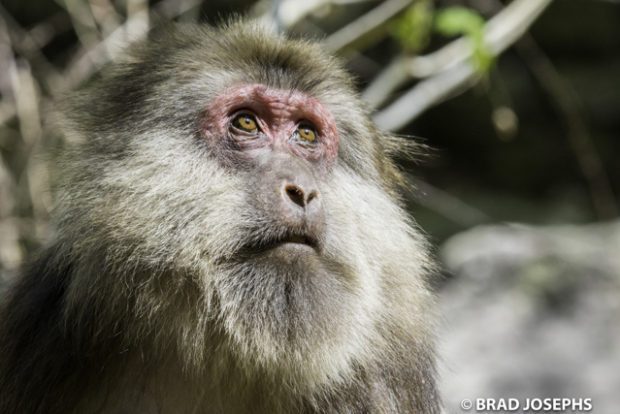(Macaca thibetana),
