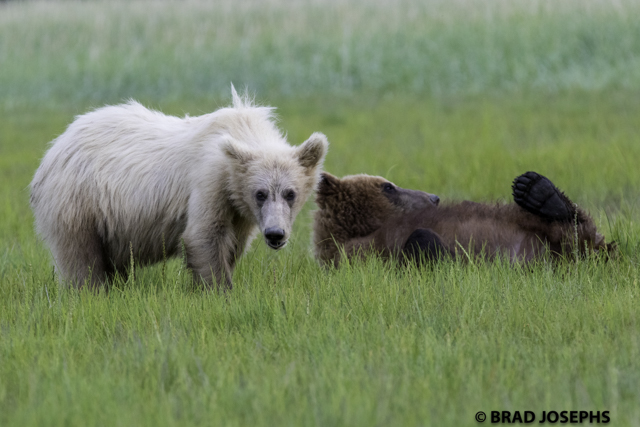 ghost grizzly, white grizzly 