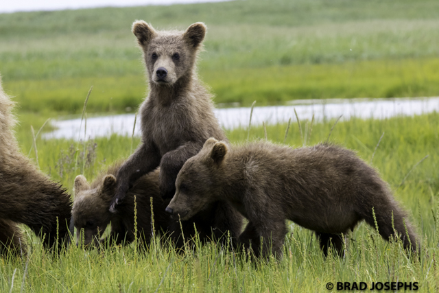 ghost grizzly, white grizzly, bear viewing katmai alaska, wildlife photography, bears, bear images