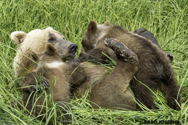 ghost grizzly, white grizzly, bear viewing katmai alaska, wildlife photography, bears, bear images