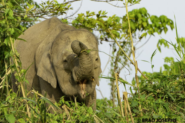 borneo pygmy elephant, sony A9