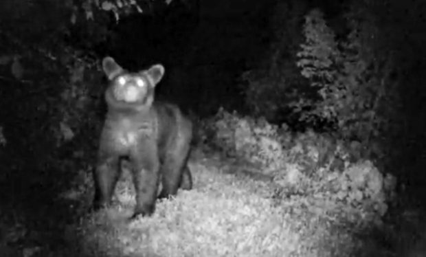 ozark black bear arkansas, game camera, camera trap