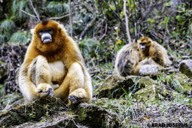golden snub-nosed monkeys