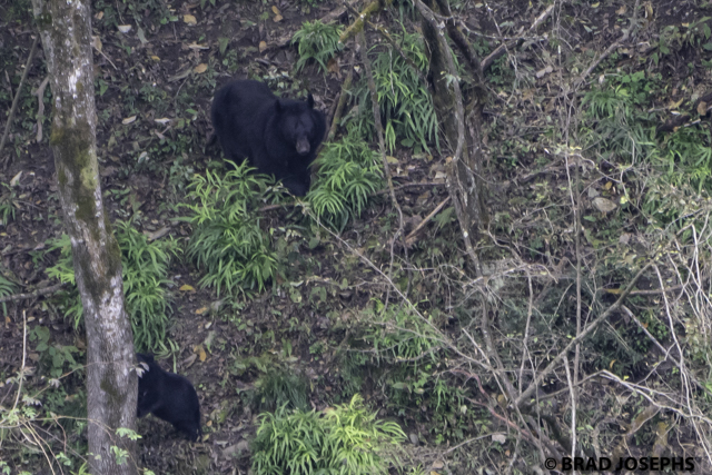 image photo picture of wild moon bear, tangjahe, sichuan, china. wild asiatic black bear, brad josephs, china