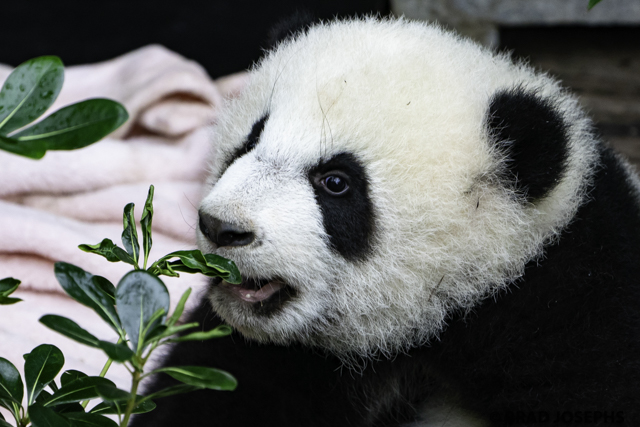 panda cubs, chengdu